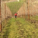 Pruning Abino block