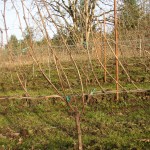 Pruned vine