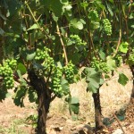 2008 grapes on vine