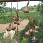 Don's fresh picked garlic