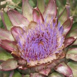 artichoke in bloom